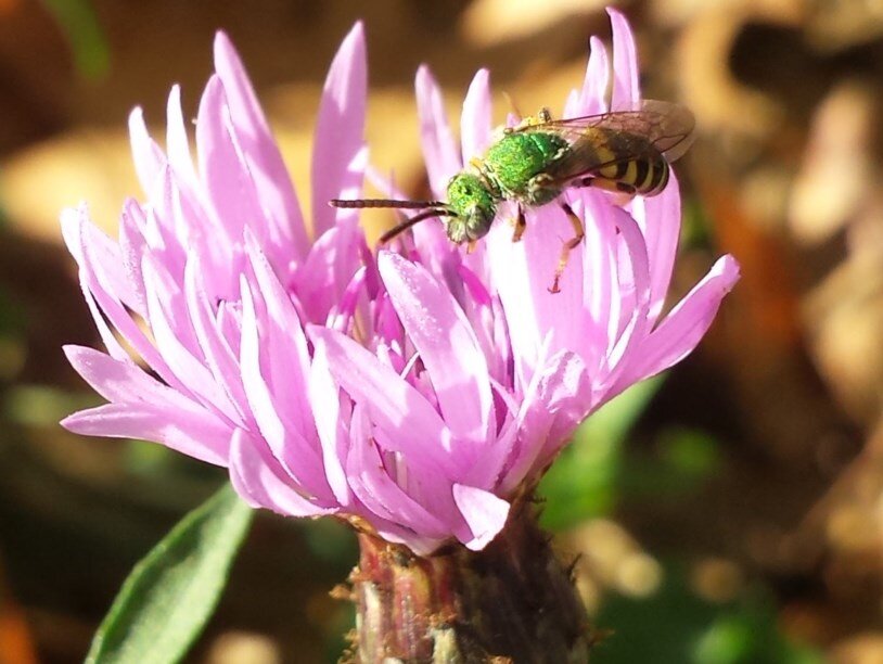 Самец пчелы вида Agapostemon virescens на васильке. Фото: Michael Roswell/Rutgers University-New Brunswick