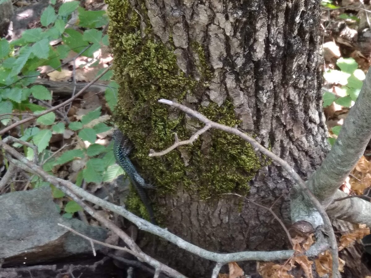 Ящерки - самые активные жители аю-дагского леса