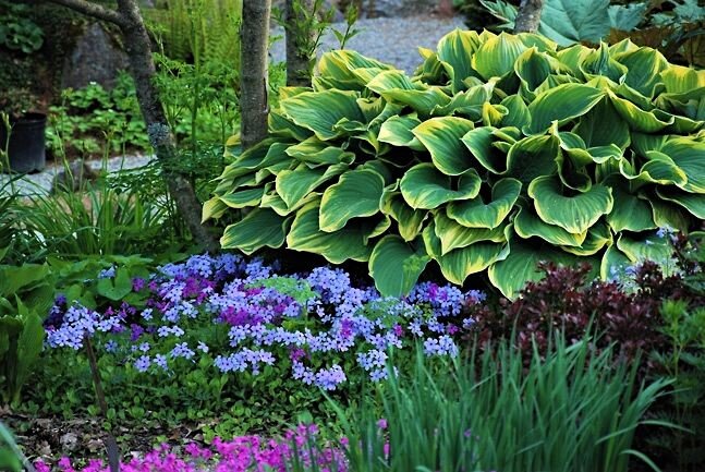 Фото с Яндекс картинки.