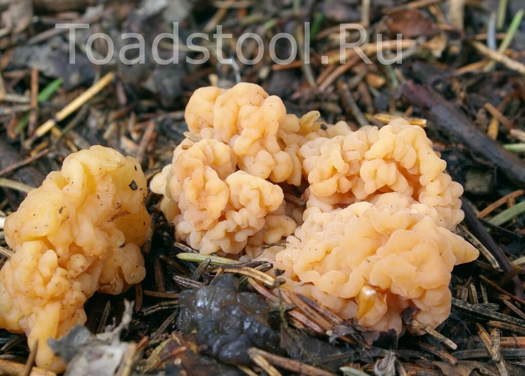 Первая находка сизигоспоры заставила автора пораскинуть мозгами (фото И.Лебединского)