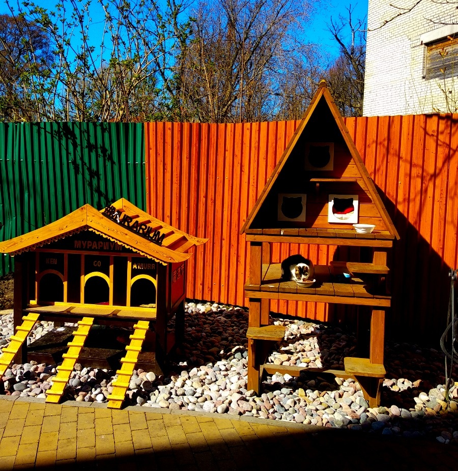 Вот бы всем бездомным кошкам хоть такие дома, как построили в Зеленоградске!