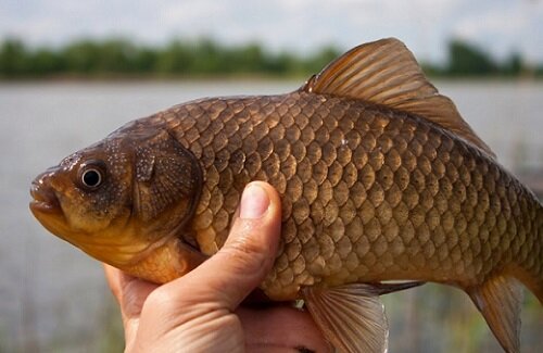 Обеспечить удачный улов карася поможет не только соблюдение правил ловли, но и правильная подготовка к рыбалке