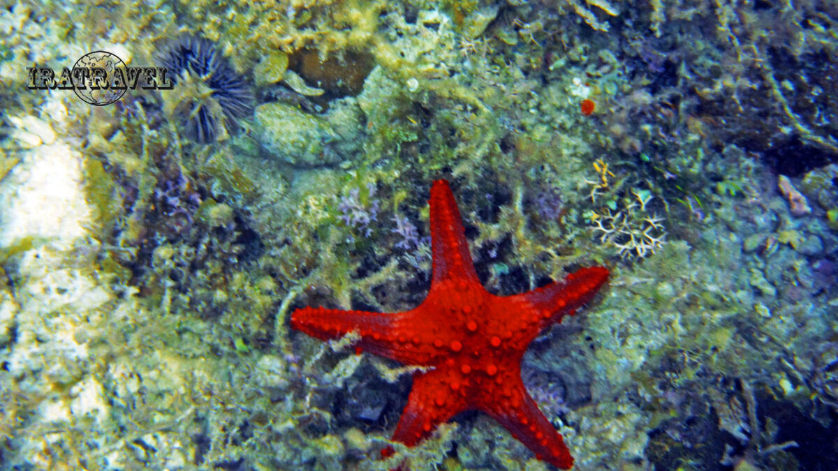 Разнообразие морских звезд впечатляет