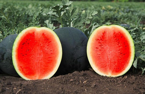 Арбуз сорта «денсукэ» напоминает пушечное ядро.
