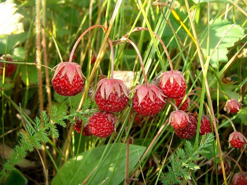 Лесная клубника дикая