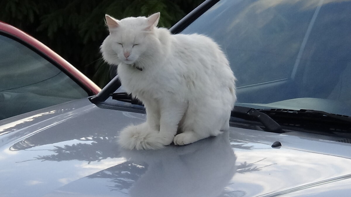 Снежок пафосный как всегда