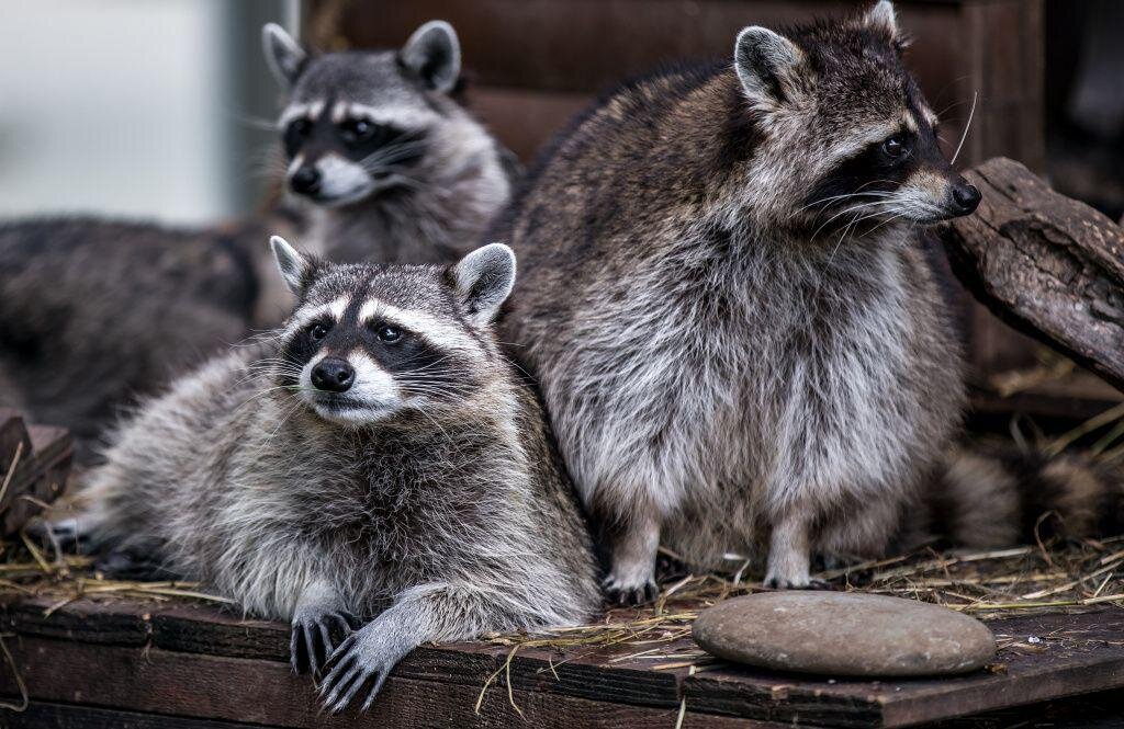 Один из них уже мертв