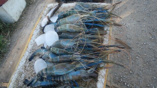 Пресноводные креветки Macrobrachium rosenbergii - один из двух типов, которые были оценены в исследовании