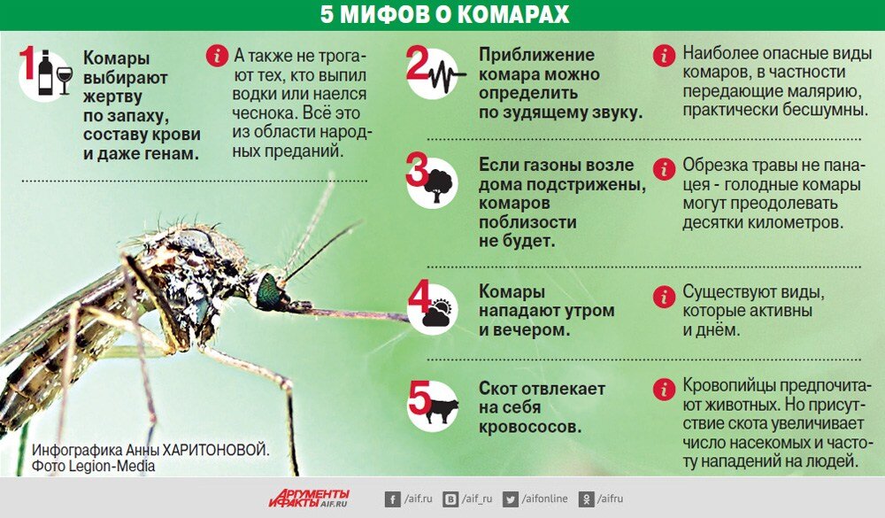 5 мифов о комарах