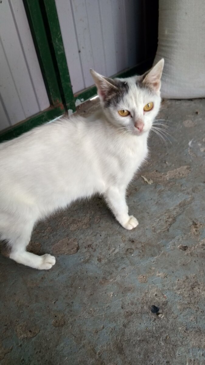 Моя кошка Белка