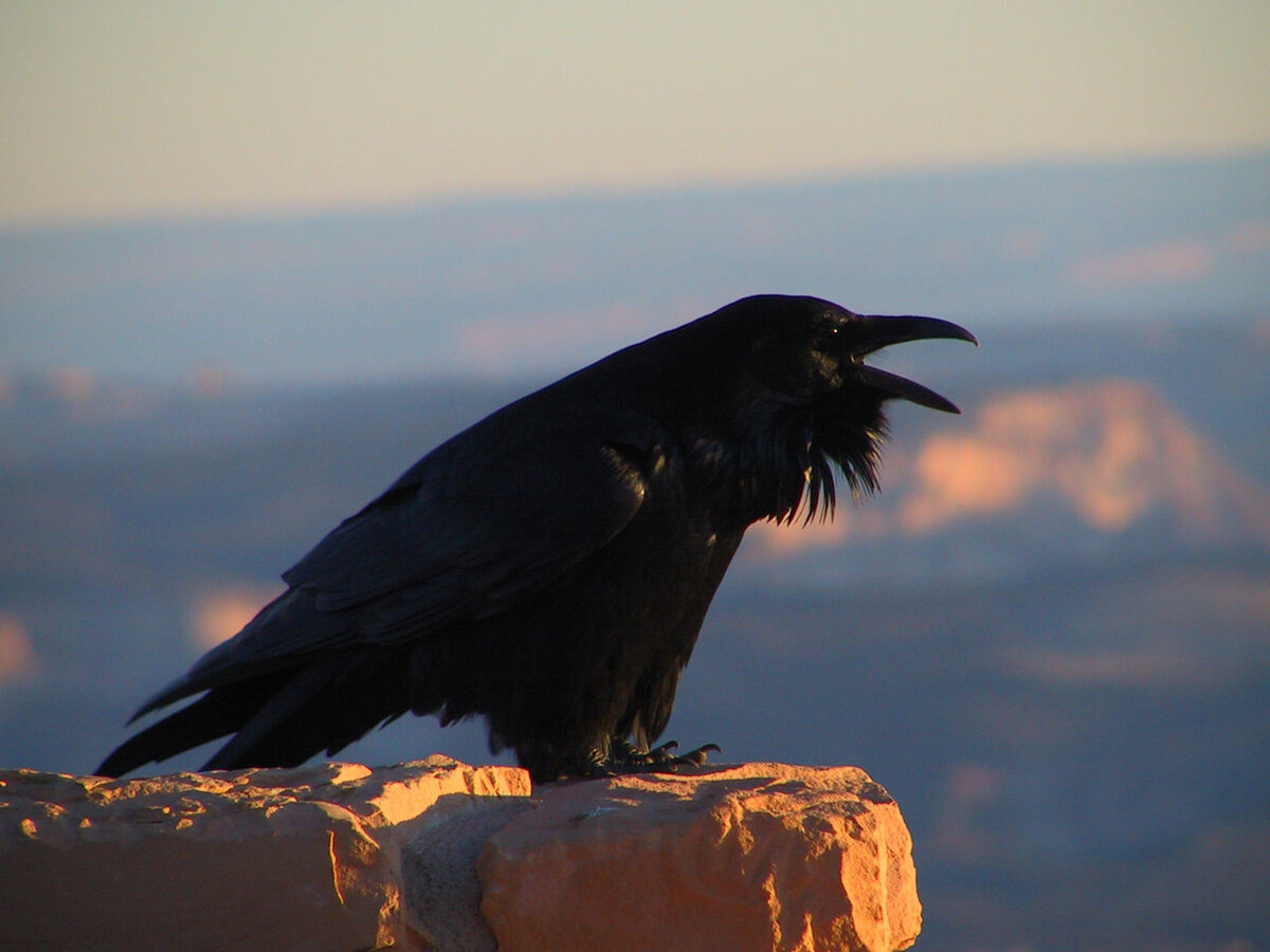 Ворон Corvus corax