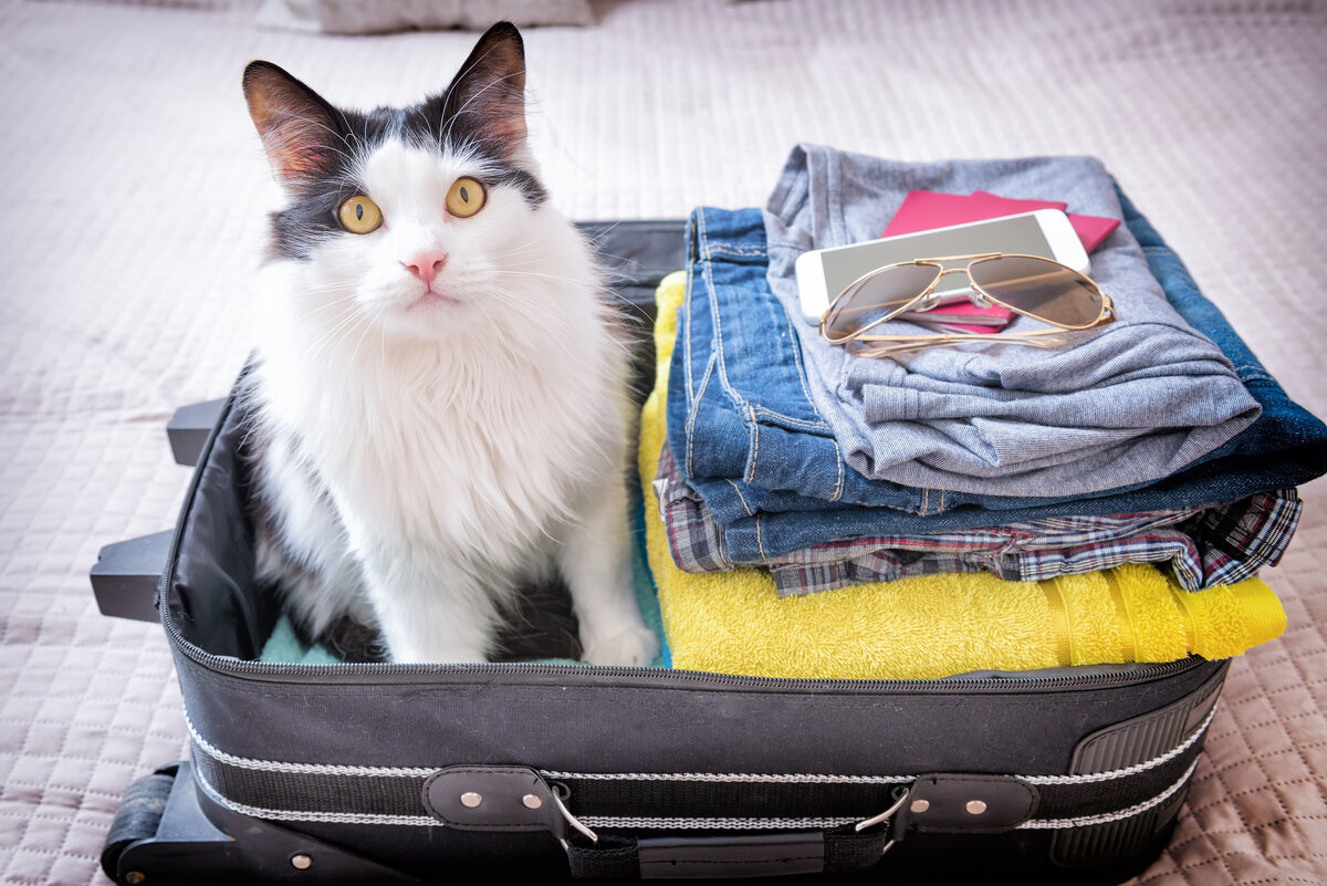 Поеду я с тобой