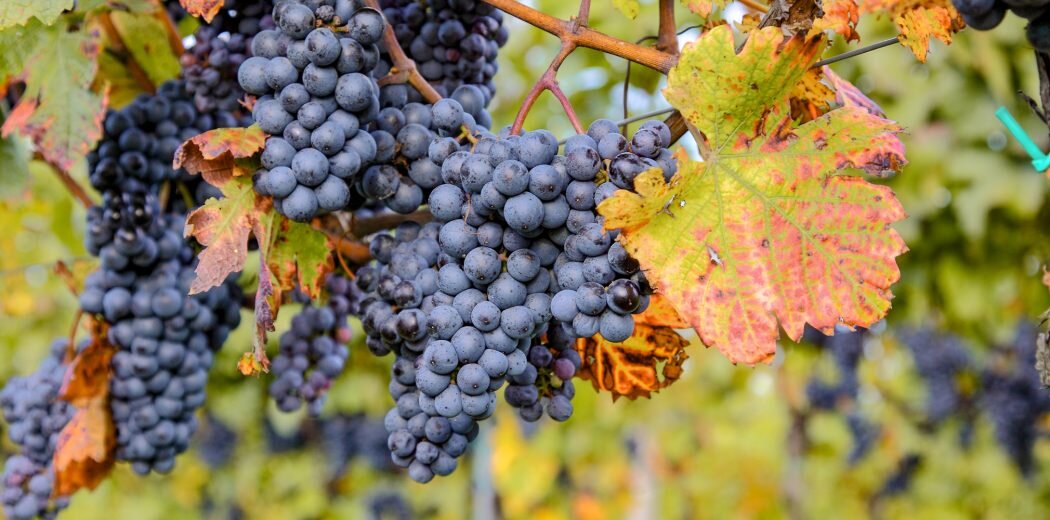 Аликанте, Аликанте Буше (Alicante Bouschet)  