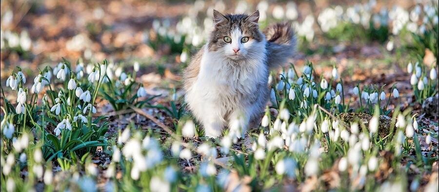Март, подснежники, всё живое просыпается, и у кошек любовь намечается...