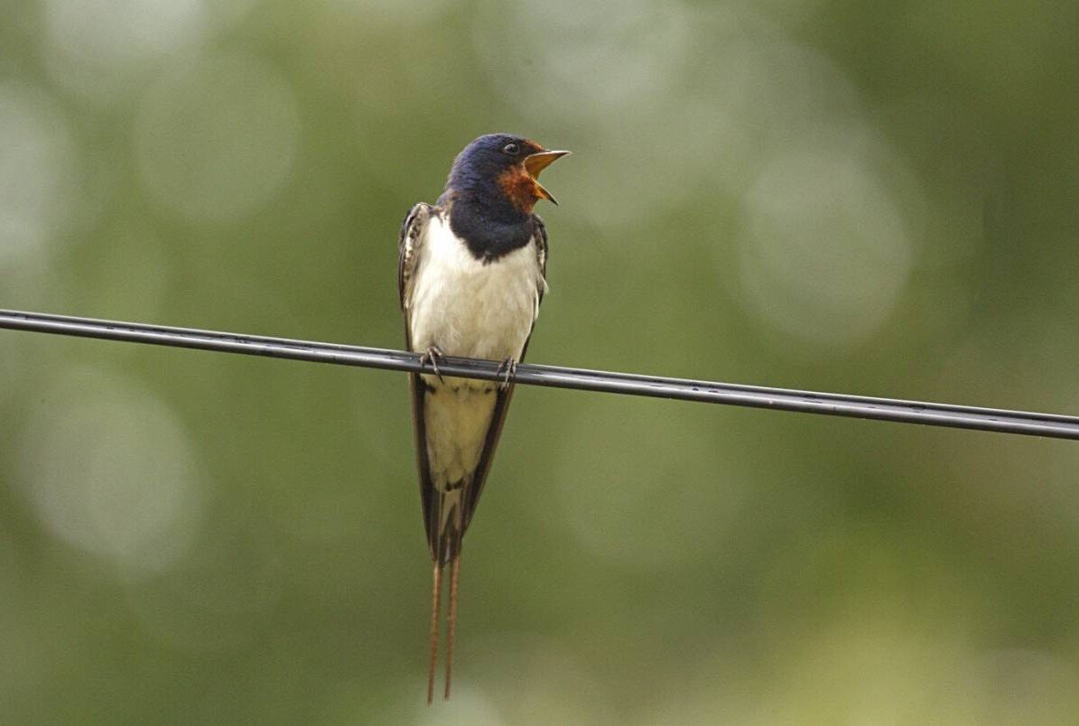 Деревенская ласточка (Hirundo rustica) | Природа в объективе | Дзен