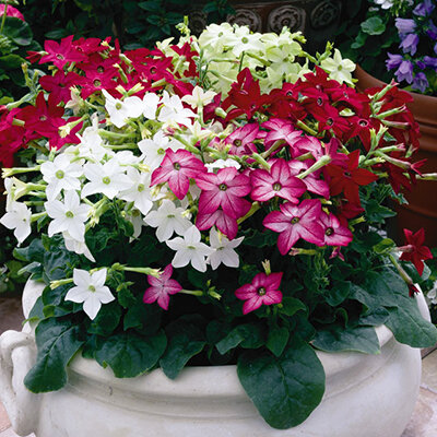 Иберис Рудбекия Душистый табак
