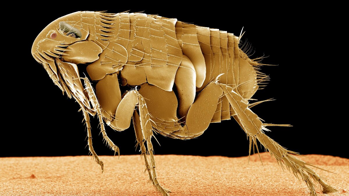 Источник: thesprucepets.com