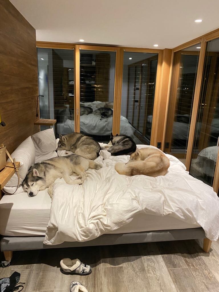 Мне кажется некоторые просто завидуют ,что собаки спят на кровати.