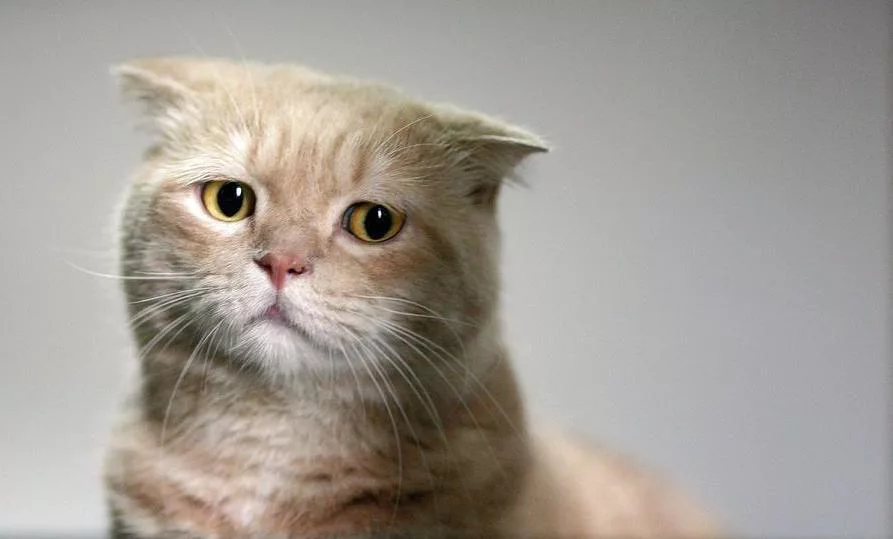 печальный кот. рыжий котик. грустный кот. грустный кот фото. печальный котик.