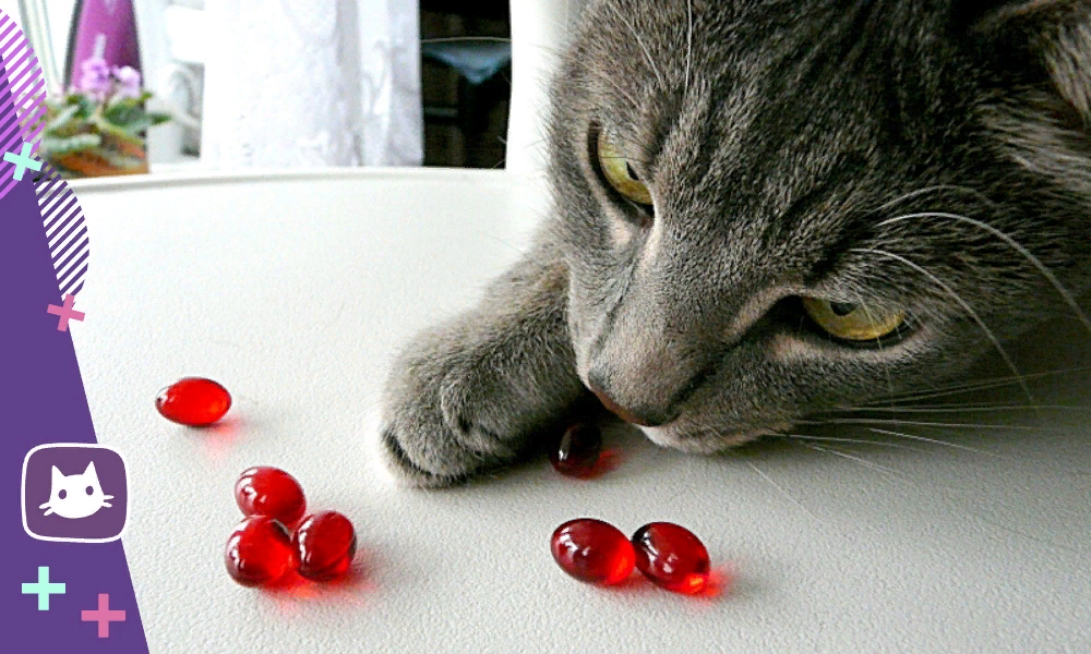 Можно давать печень кошке. Кот и таблетки. Котик с витаминами. Витамины для кошек. Таблетки для кошек.