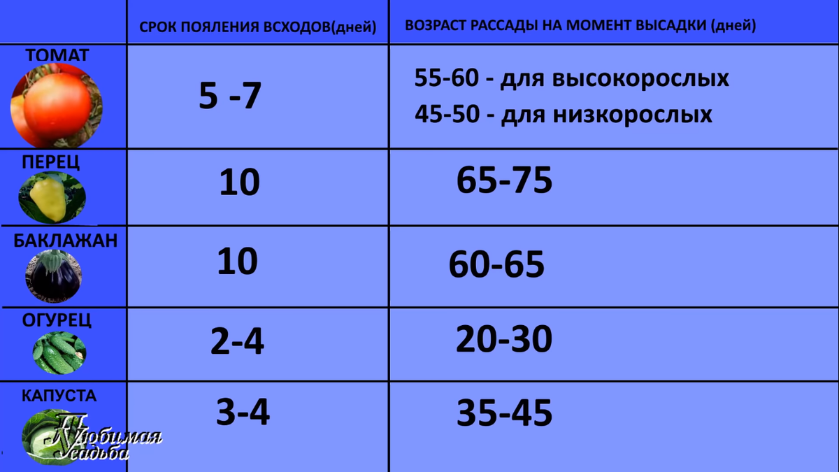 Оптимальный возраст рассады на момент высадки на постоянное место.