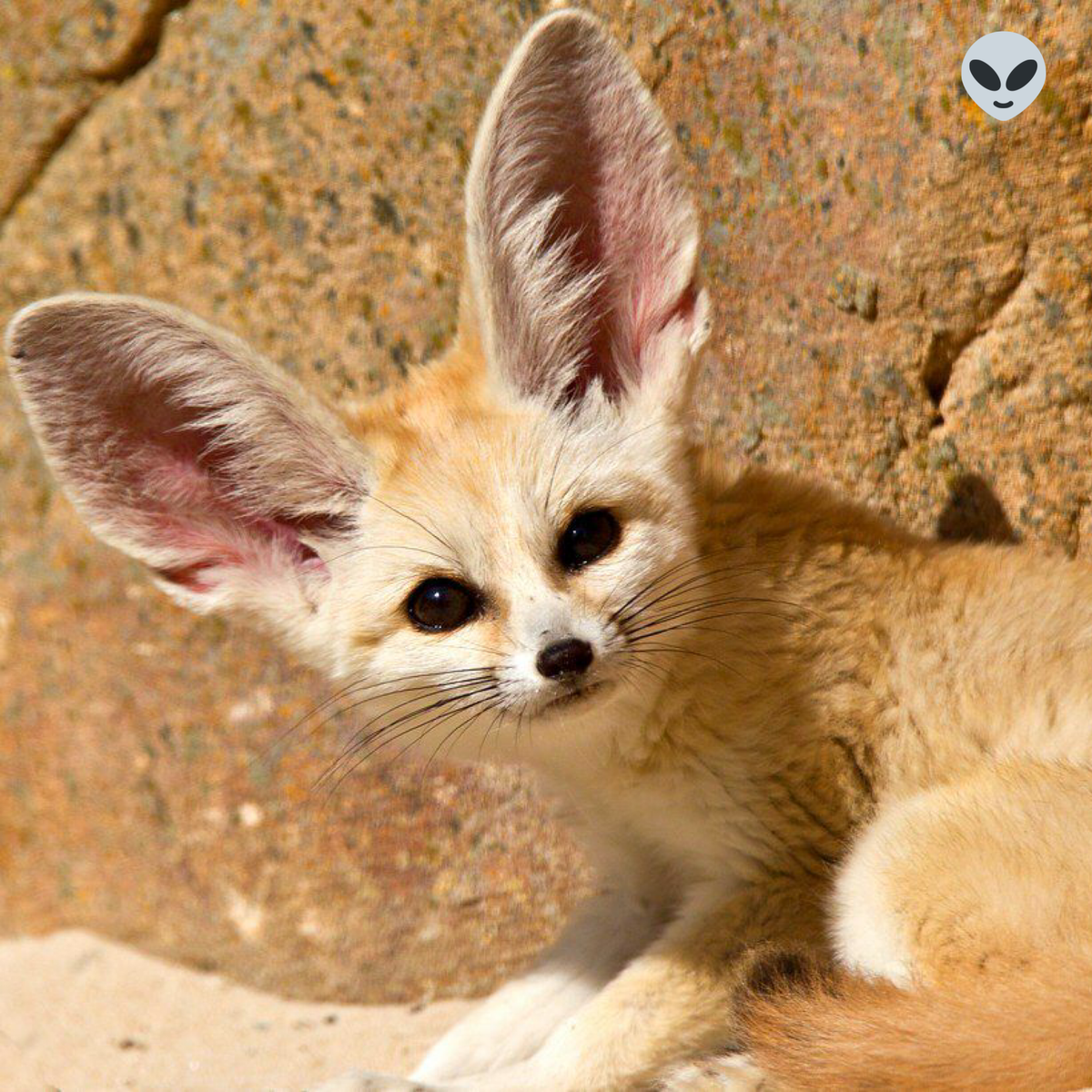 Источник: www.zoopicture.ru