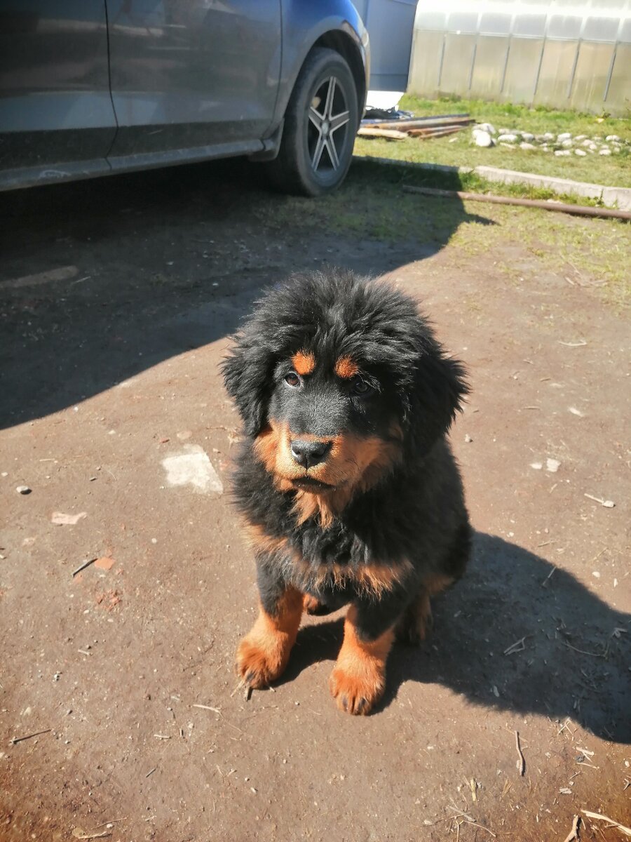 Вот она красотка