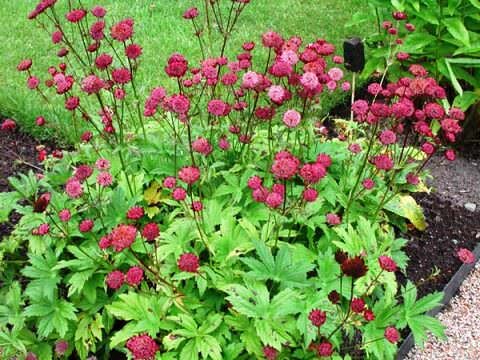 Астранция в саду