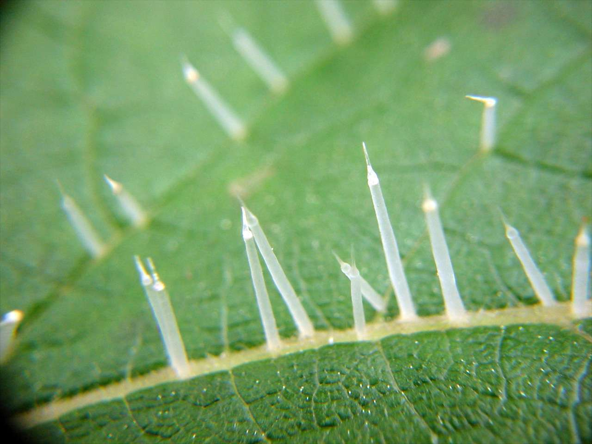 Трихомы крапивы под микроскопом. Трихома листьев крапивы. Трихомы фиалки. Лист крапивы под микроскопом. Крапива колется