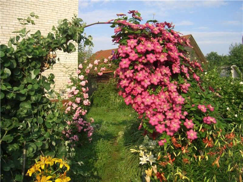 Клематис в саду - фото сортов и применение лиан в ландшафтном дизайне