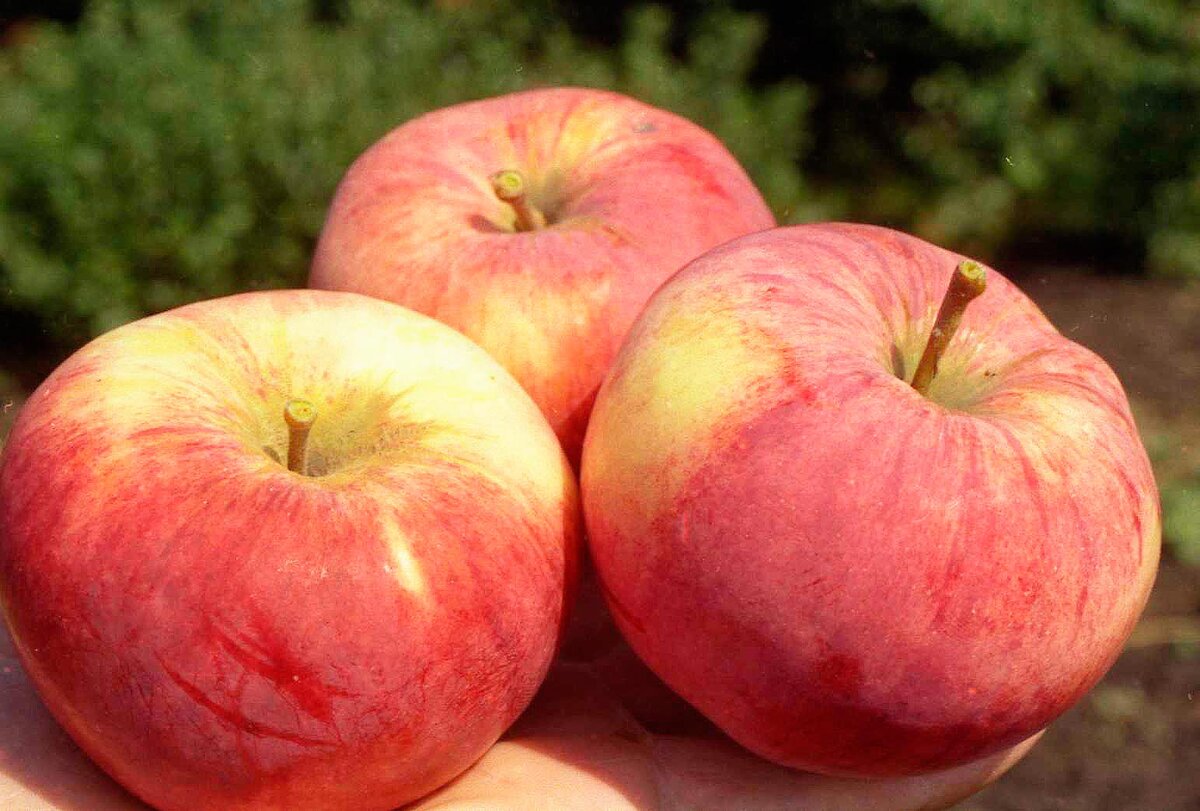 Осенние сорта яблонь для средней полосы россии с фото и описанием