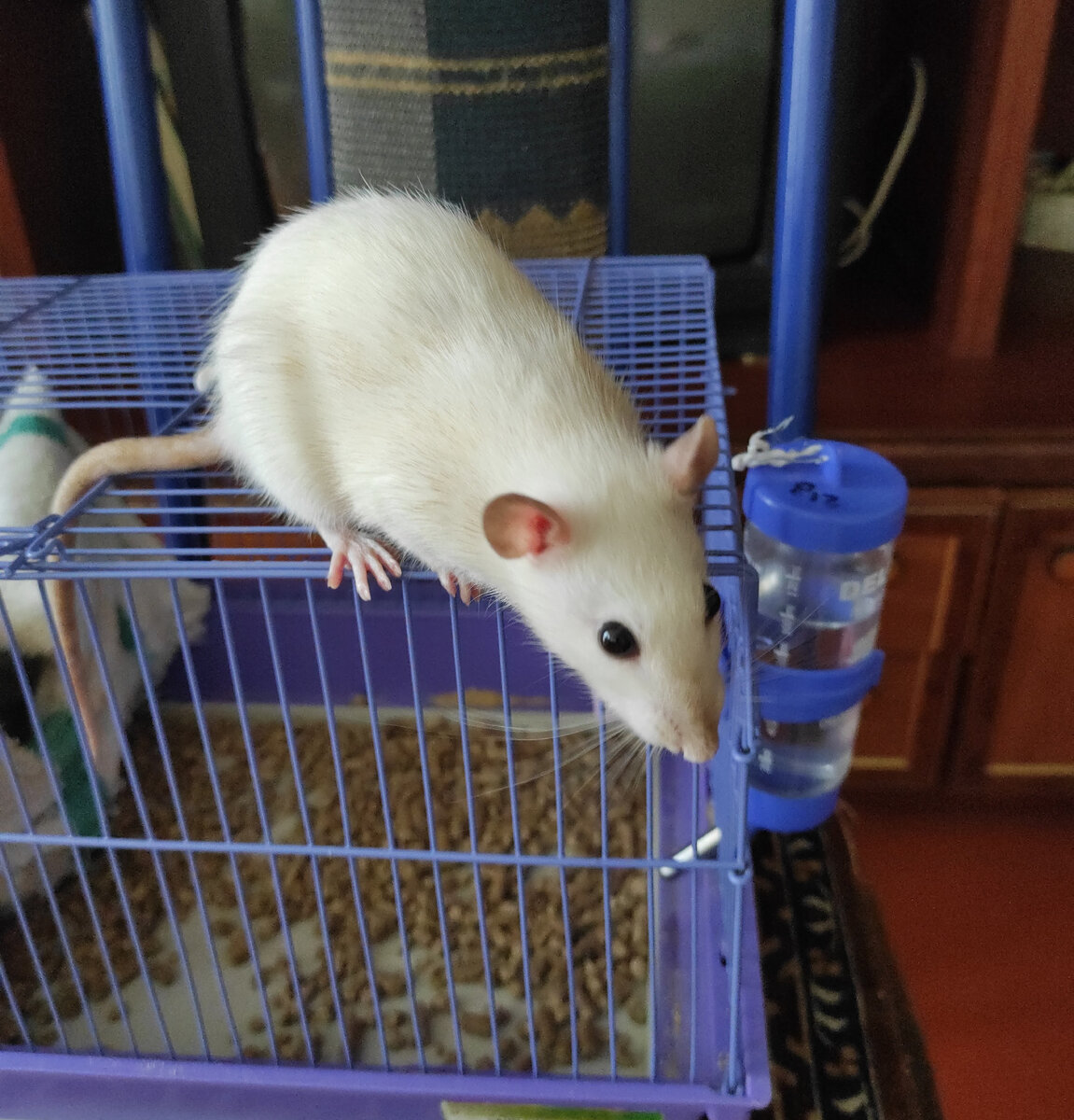 Наш питомец крыса Чуня