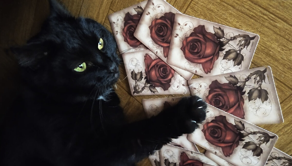Чёрная кошка и карты Ленорман «Под розами». Фото автора