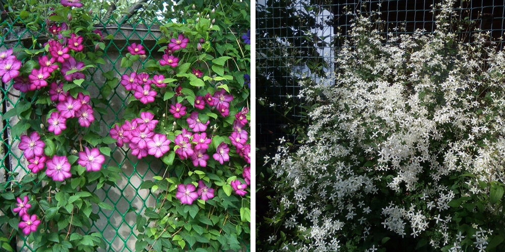 Забор из сетки Рабица: как превратить прозрачное ограждение в ...