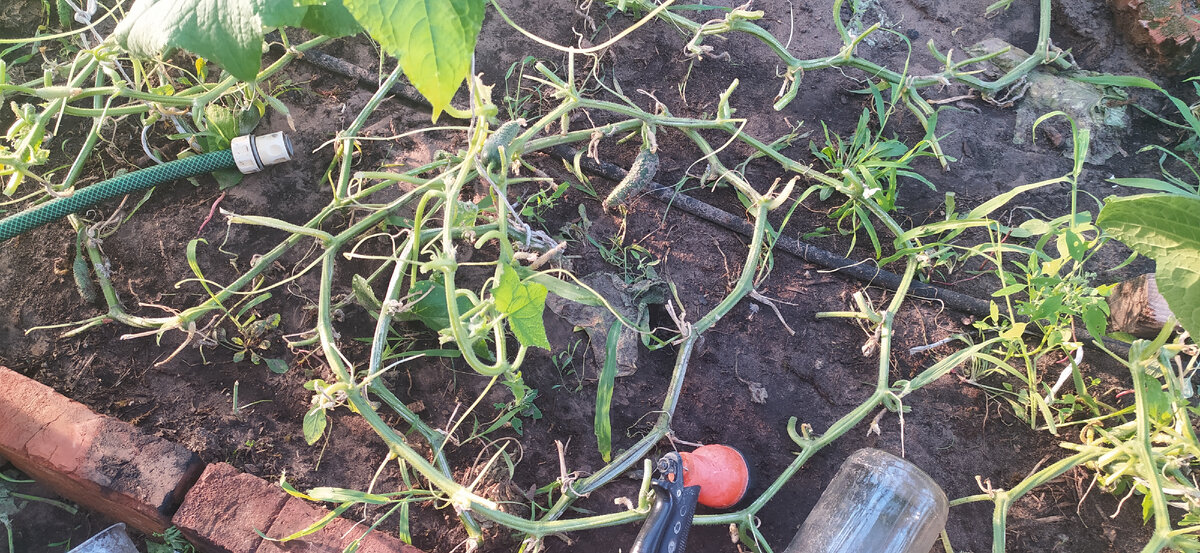 Огуречная плеть на земле.