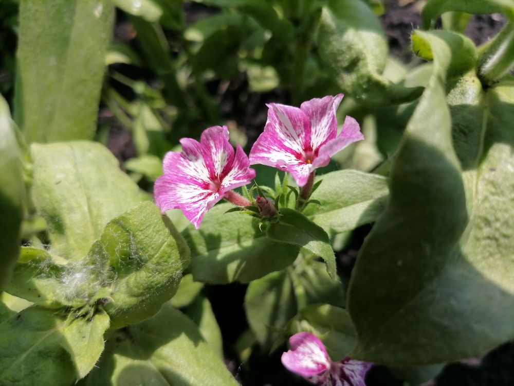 Начало цветения флокса Друммонда, фото автора