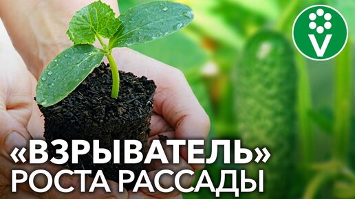 ДАЖЕ САМАЯ ХИЛАЯ РАССАДА ПОЙДЕТ В РОСТ И СТАНЕТ КРЕПКОЙ! На что способны АМИНОКИСЛОТЫ для растений?