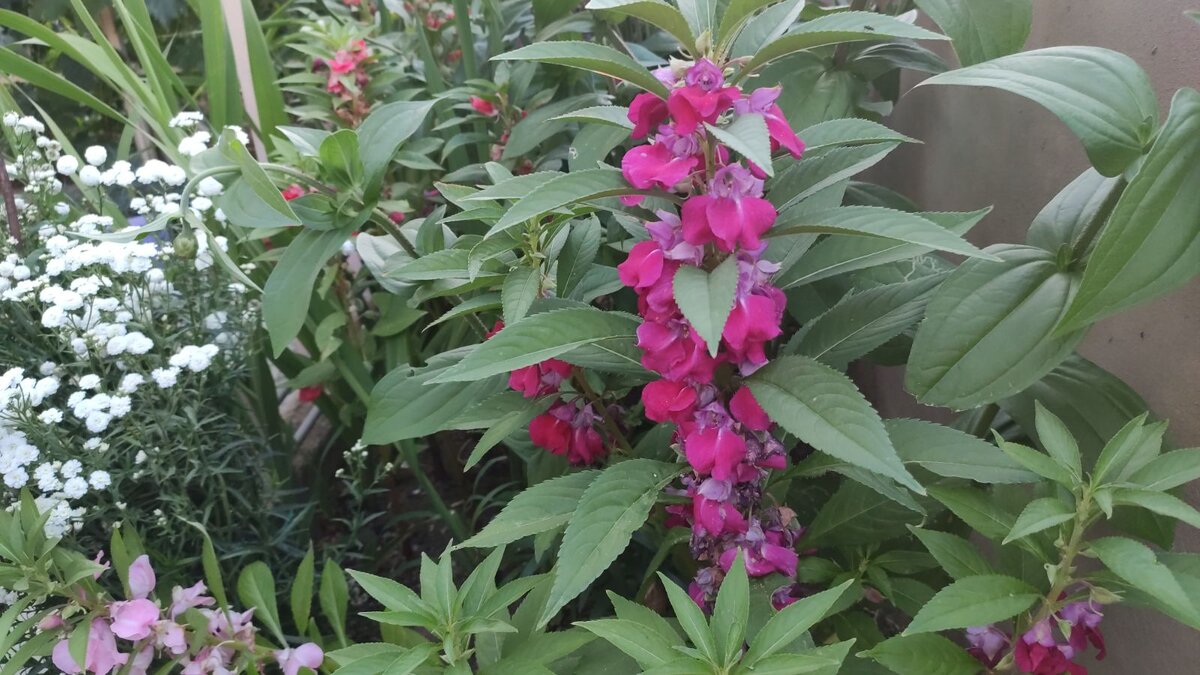 Вам для доброго настроения на страничку!