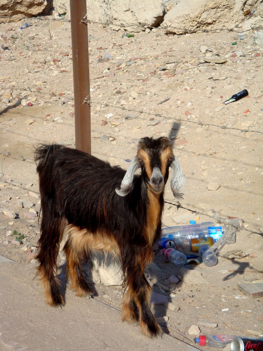 Козочки в Египте