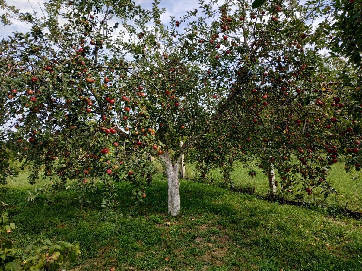Не зря трудились весной и летом, урожай на славу. Фото автора