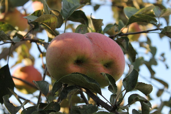 Harvest Festival National Apple в 2024 в Биглервилл, США