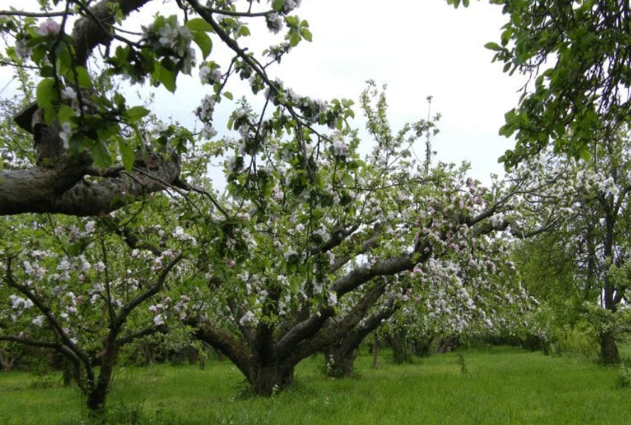 Яблоня Старсол. Самая Старая яблоня в мире. Старый Яблоневый сад Реутов. Самая Старая яблоня в Крыму.