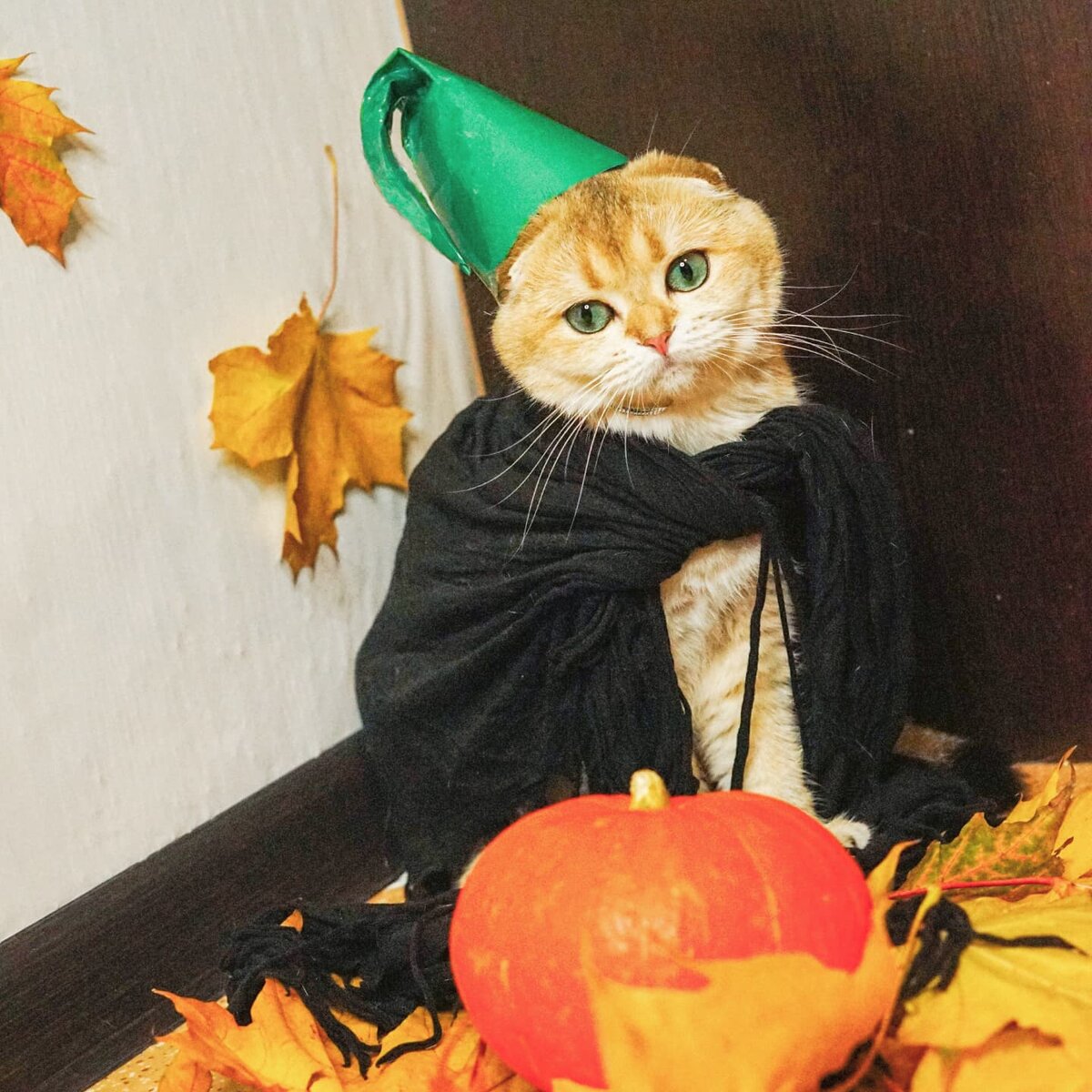 Серьезный повод задуматься и не пугать домашних пушистых, тем более,забавы ради....