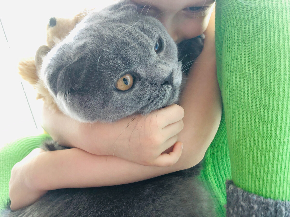 Достаточно редкие обнимашки. Естественно, такие эмоциональные порывы стоит останавливать. Задушить шотландца сложно, конечно, но можно