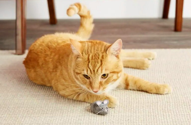 Наказывать кошку или дисциплинировать: что более эффективно для воспитания?