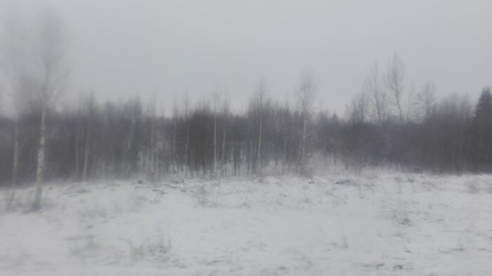 Если в декабре в лесу треск деревьев усиливается, то быть сильным морозам