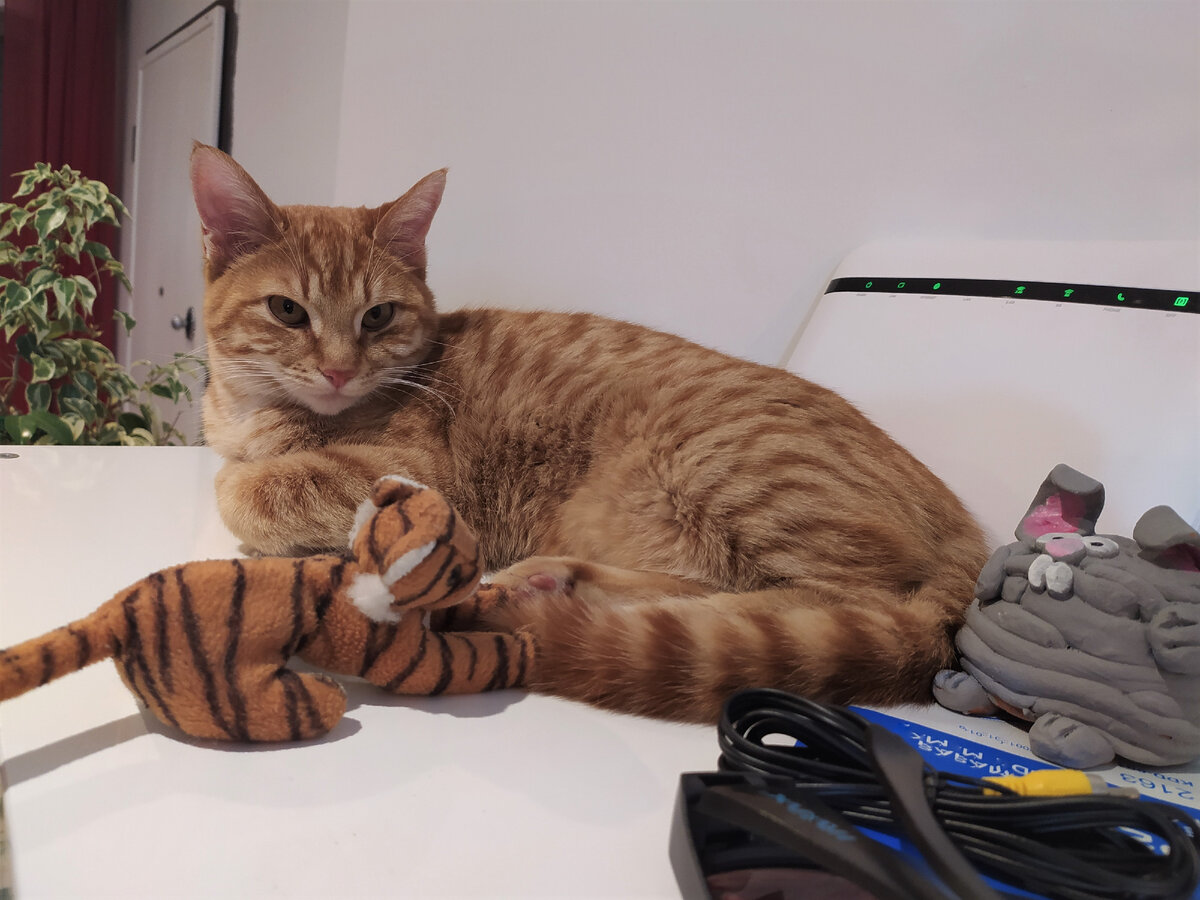 Дом и наша пантера сегодня в главной роли , фото автора.