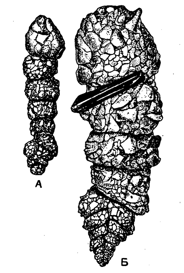 Фораминифера Bigenerina nodosaria: А – мегасферическая особь; Б – микросферическая особь (Основы палеонтологии, 1959)