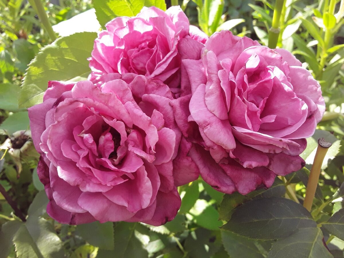 Чайно-гибридная роза, сорт Claude Brasseur - "вечно молодой, вечно пьяный"