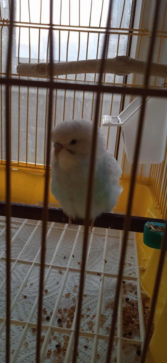 Первый день в новом доме, птенцу 2 месяца. 